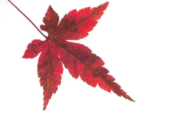 Rotes Blatt vom Fächerahorn (Acer palmatum)