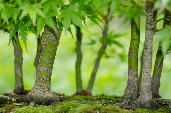 Nahaufnahme Bonsai-Wald