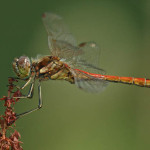 Heidelibelle