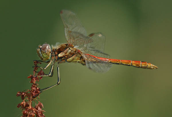 Makrofotografie: Heidelibelle