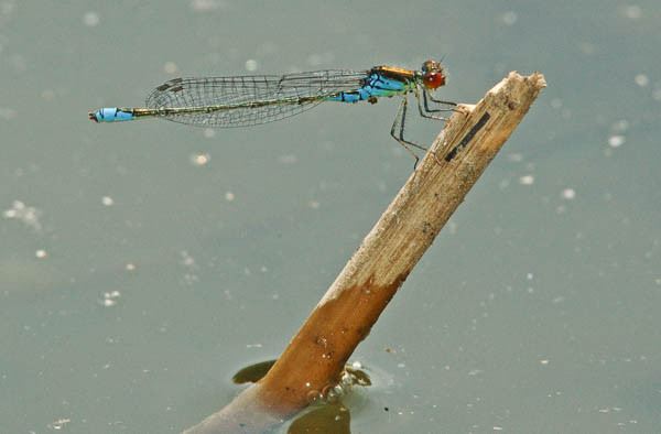 Libelle kleines Granatauge