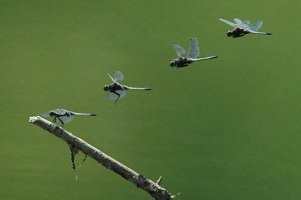 Großer Blaupfeil im Flug und der Landung