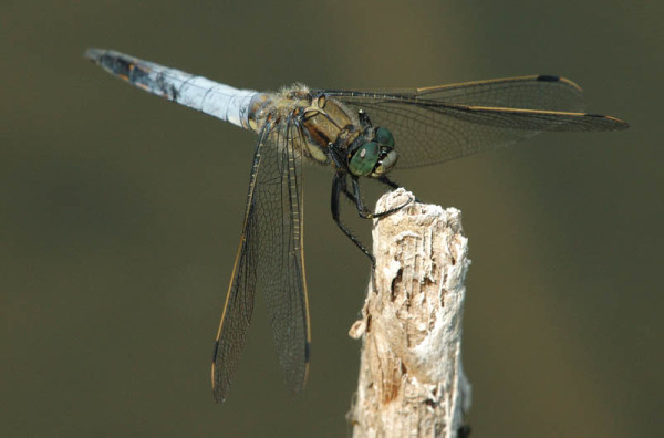 Großer Blaupfeil male