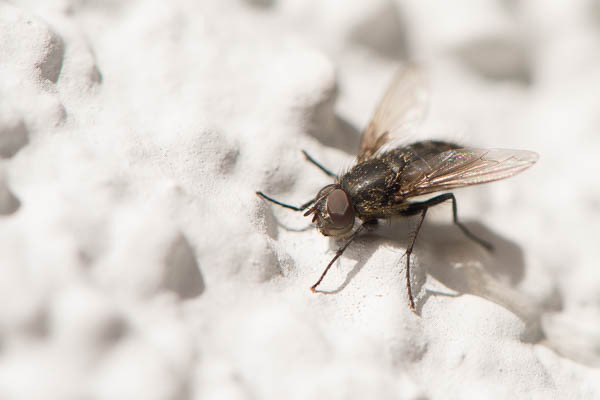 Kleine Stubenfliege