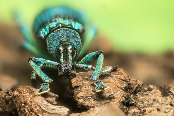 Eupholus schoenherri petiti / Indonesien