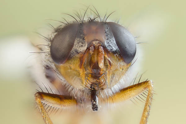 Portrait einer Stubenfliege