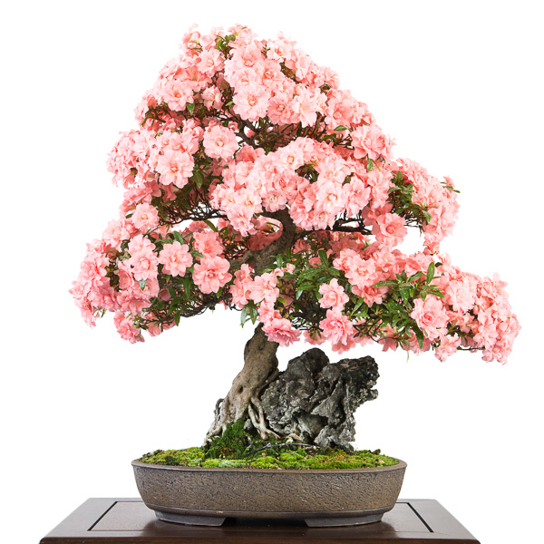 Blühende Azalee als Bonsai