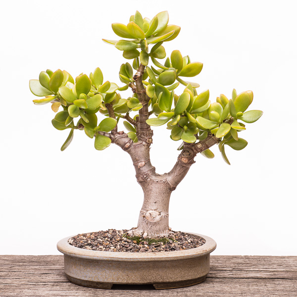 Pfennigbaum (Crassula ovata) als Bonsai