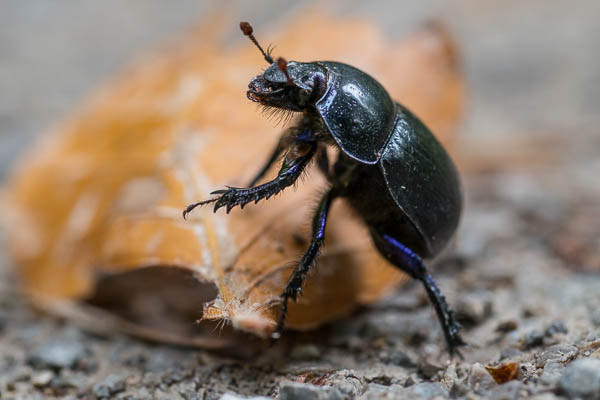 Mistkäfer (Geotrupes stercorarius)