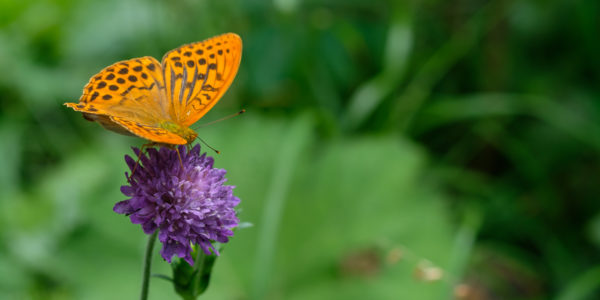 Perlmuttfalter (Argynnis)