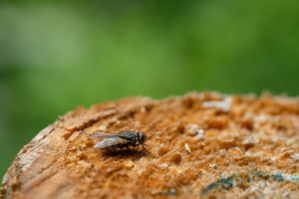 Schmeißfliege