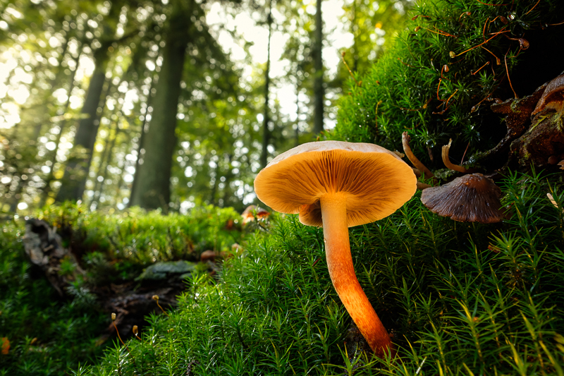 Pilz mit Moos im Wald