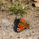 Tagpfauenauge Schmetterling