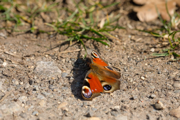 Tagpfauenauge Schmetterling