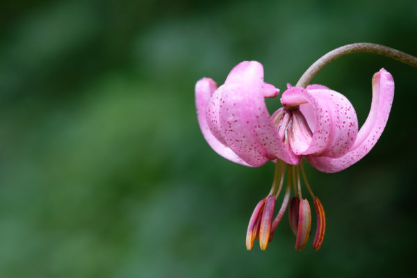Blüte Türkenbund Lilie (Lilium martagon)