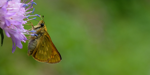 Frühlingsscheckenfalter (Hamaeris lucina)?