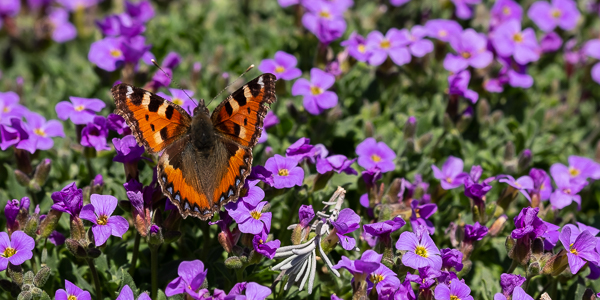 Schmetterling Kleiner Fuchs (Aglais urticae)