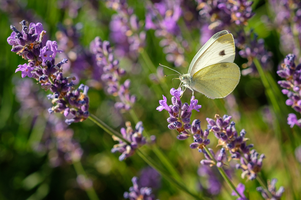 Schmetterling Kohlweißling (Pieris)