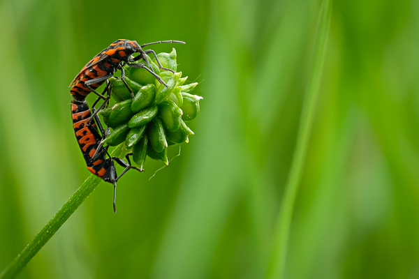 Knappen (Spilostethus saxatilis) bei der Paarung