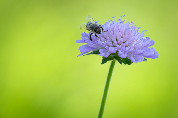 Biene auf einer Acker-Witwenblüte (Knautia arvensis)