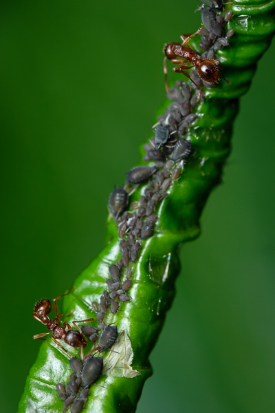 Ameisen melken Läuse