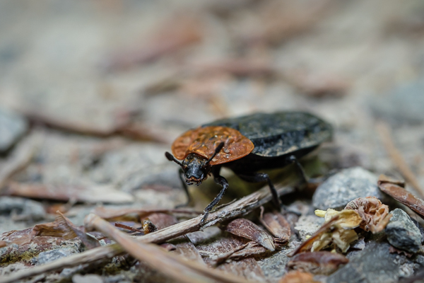 Rothalsige Silphe (Oiceoptoma thoracicum)