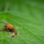 Insekten fotografieren