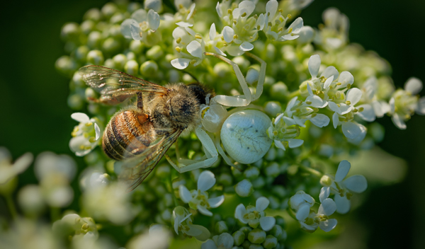 Veränderliche Krabbenspinne (Misumena vatia) verspeist eine Biene