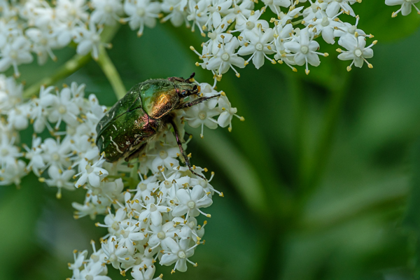 Rosenkäfer (Cetonia aurata) auf Holunderblüten