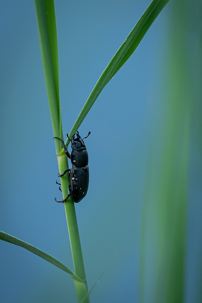 Balkenschröter (Dorcus parallelipipedus)