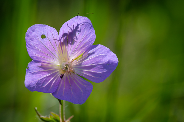 Grüne Scheinbockkäfer (Oedemera nobilis) Schatten