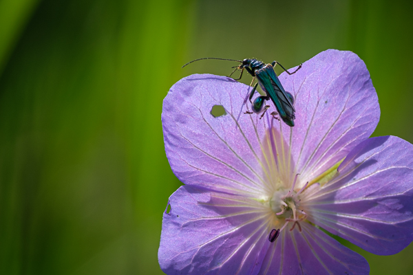 Grüne Scheinbockkäfer (Oedemera nobilis)