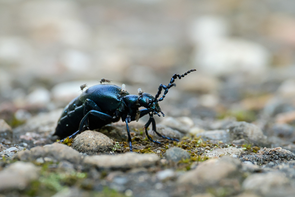 Schwarzblauer Ölkäfer (Meloe proscarabaeus)