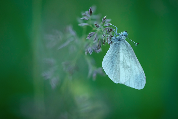 Schmalflügel Weißling (Pieridae)